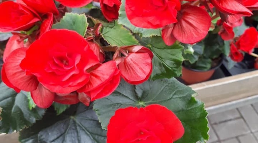 ogrodnictwo zagonowa nowy dwór gdański (19)