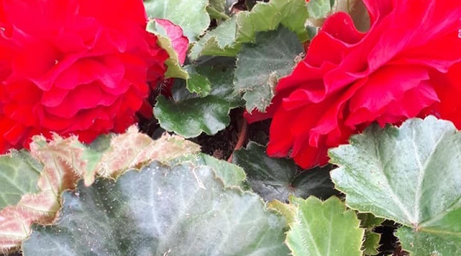 ogrodnictwo zagonowa nowy dwór gdański (21)