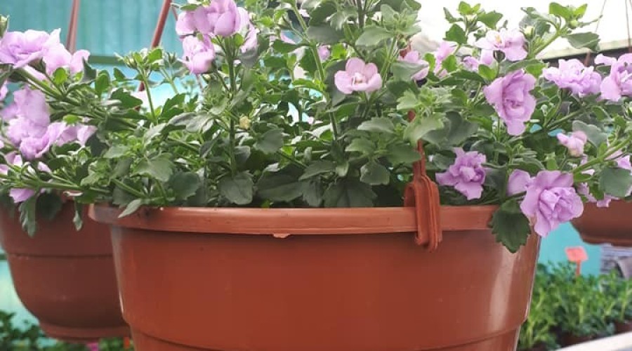 ogrodnictwo zagonowa nowy dwór gdański (3)