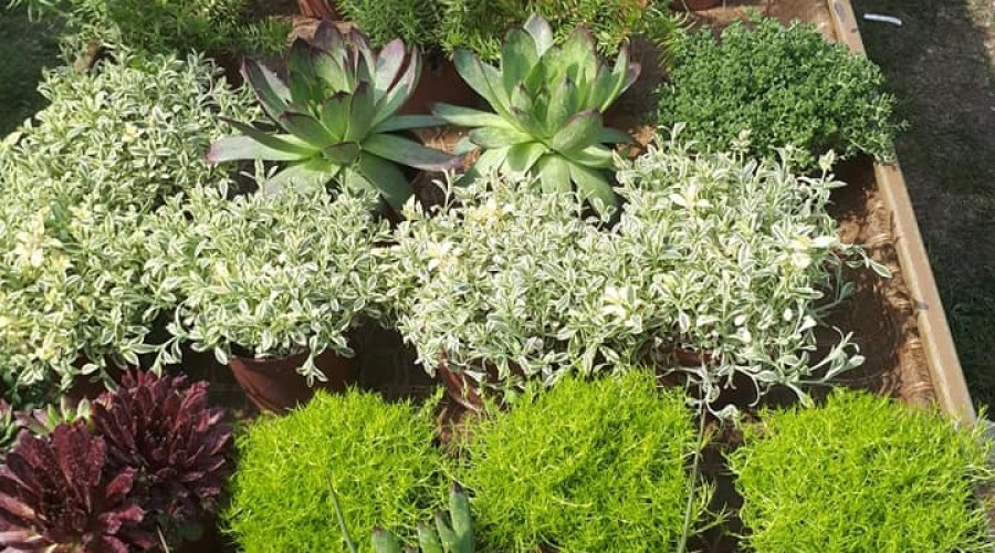 ogrodnictwo zagonowa nowy dwór gdański (5)