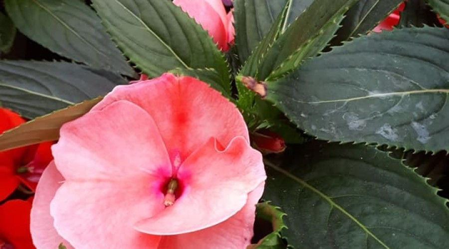 ogrodnictwo zagonowa nowy dwór gdański (8)