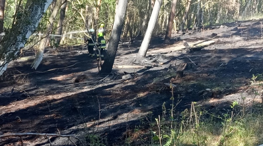 2 pożary lasu mierzeja wiślana (10)