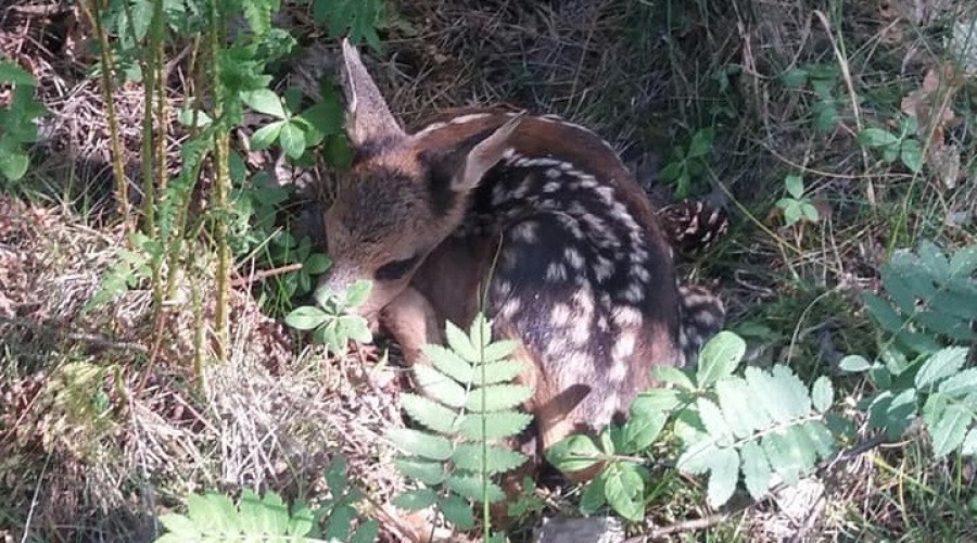 2 pożary lasu mierzeja wiślana (11)