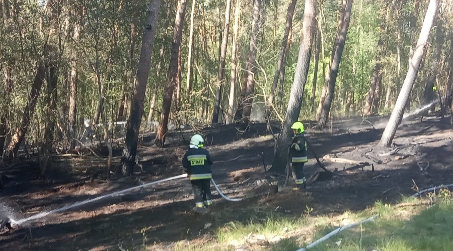 2 pożary lasu mierzeja wiślana (8)
