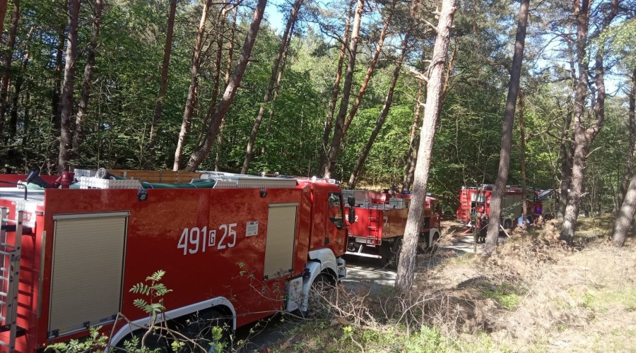 2 pożary lasu mierzeja wiślana (9)