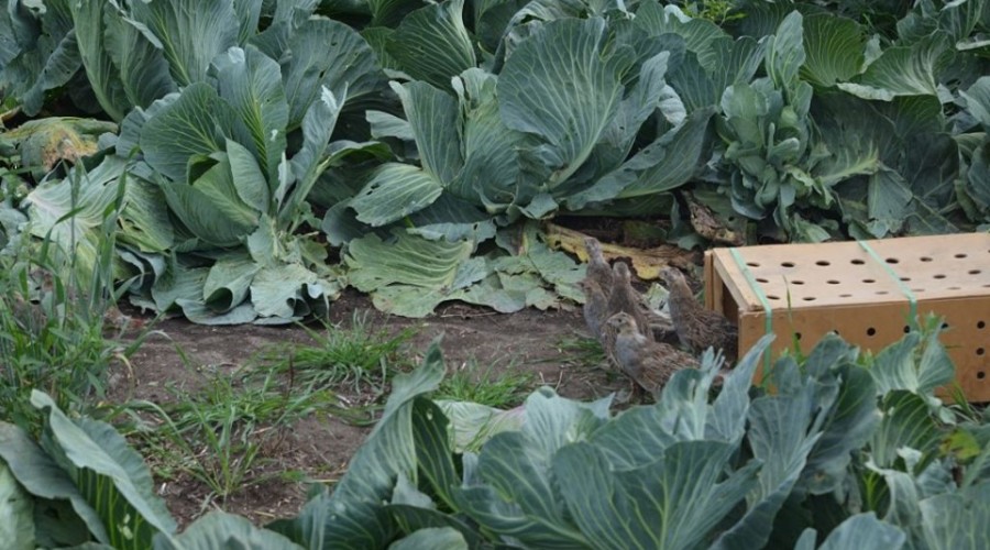 reintrodukcja kuropatw. Powiat Nowodworski (3)