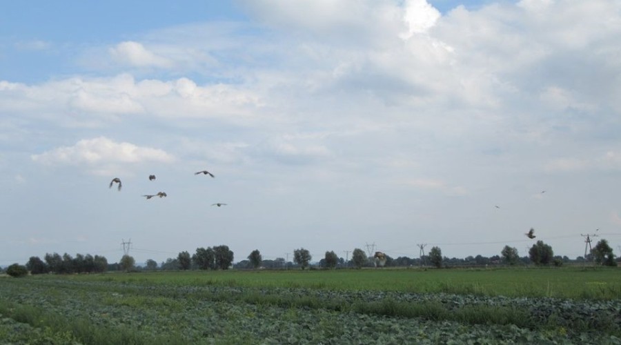 reintrodukcja kuropatw. Powiat Nowodworski (5)