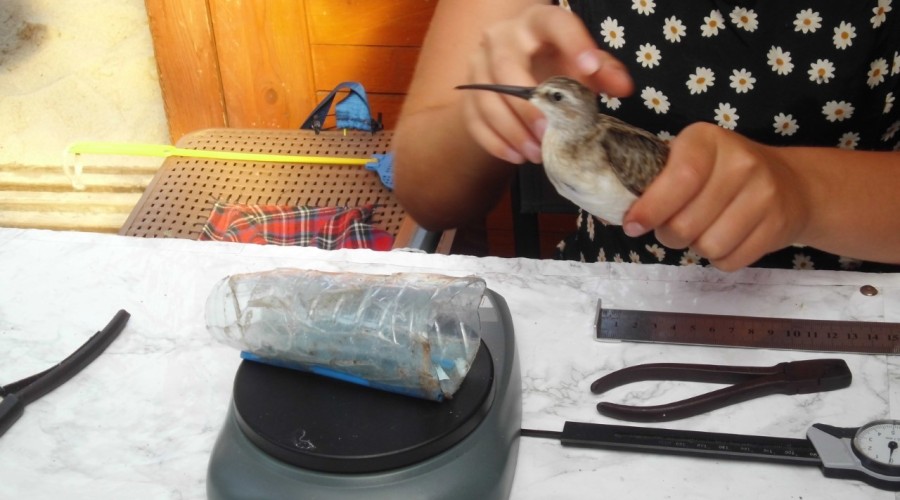 ujście wisły wwf polska (9)