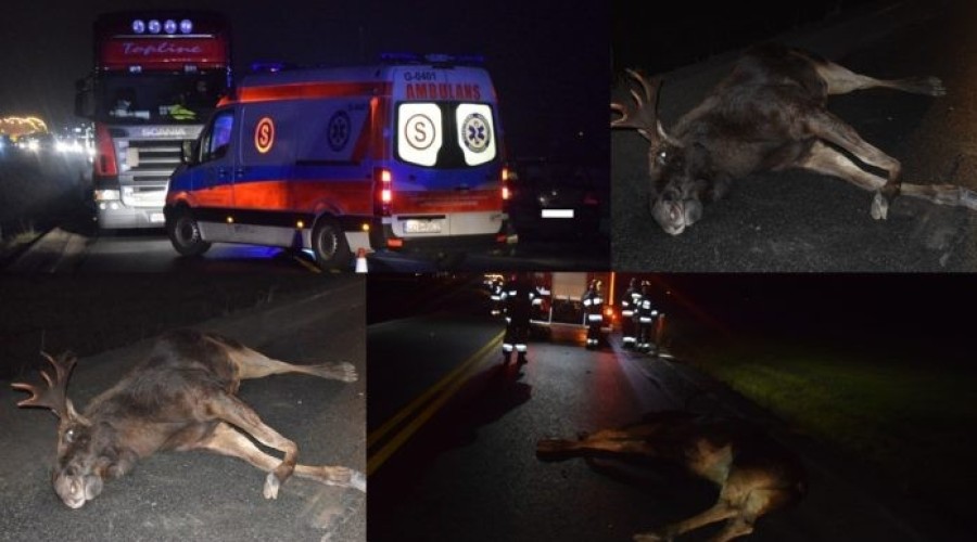 Kiezmark. Zderzenie osobówki z łosiem na siódemce – 3.01.2018