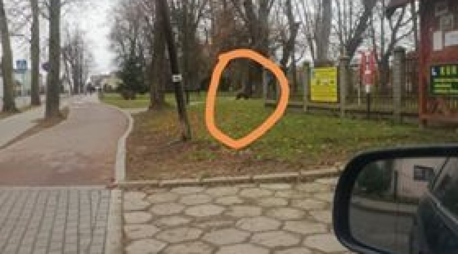 nowy dwór gd dzik w mieście2