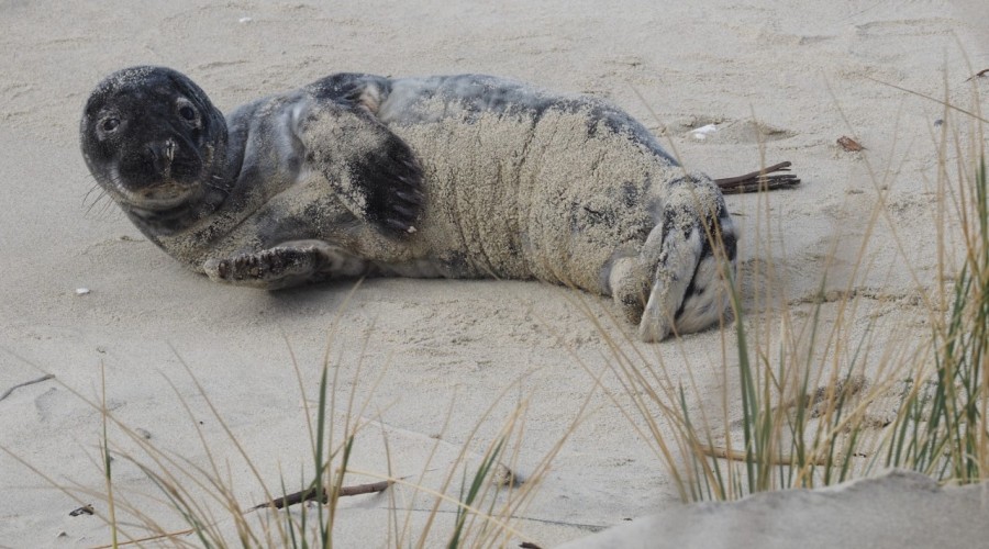 foczka krynica morska (1)