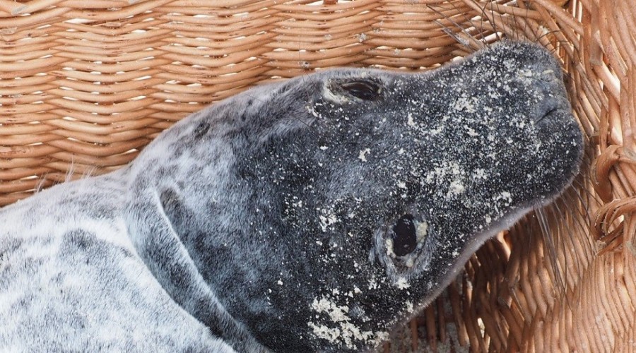 foczka krynica morska (2)