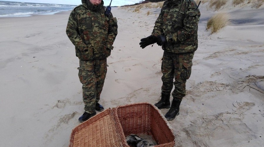 foczka krynica morska (3)