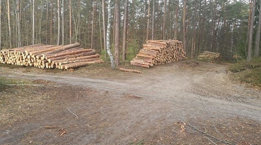 las wycięte drzewo (1)