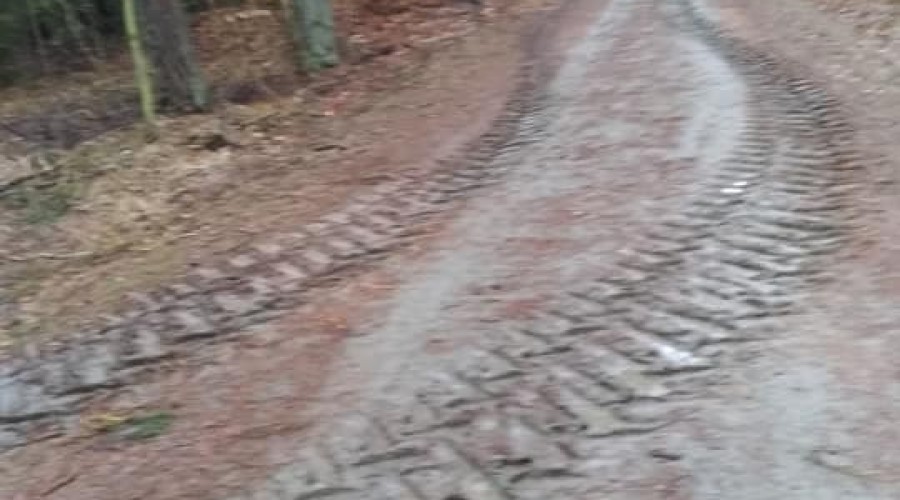 ścieżka wyciete drzewa (1)