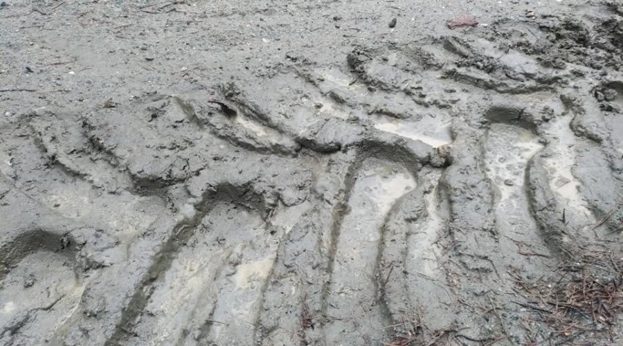 ścieżka wyciete drzewa (3)