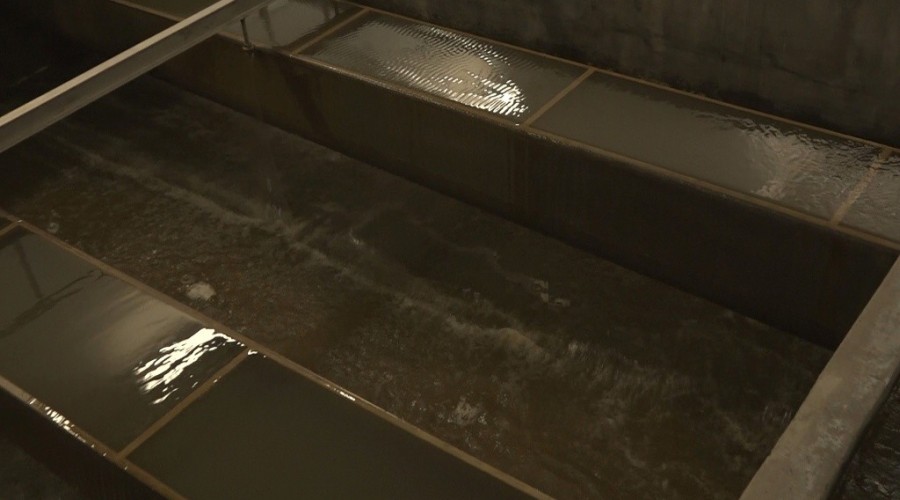 cwż styczeń 202005