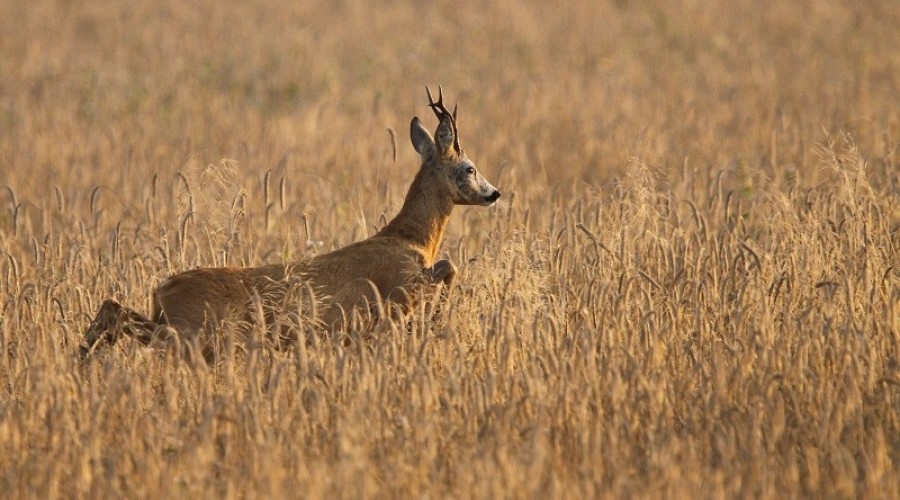 Rogacz_Tomasz Dziedzic