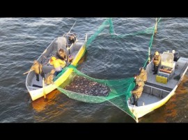 Żniwa śledziowe na Zalewie wiślanym. Zobacz prace Rybaków. Udany połów w Krynicy Morskiej.