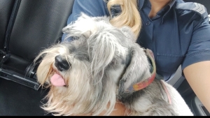 Turyści zagubili swojego psa. Odnalazła go policjantka i przekazała utęsknionej rodzinie. Drodzy turyści apelujemy o pilnowanie swoich czworonożnych przyjaciół podczas wypoczynku na plaży.