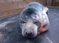 Niemalże codziennie policjanci otrzymują zgłoszenia o znalezionych młodych fokach. Funkcjonariusze radzą co wtedy należy zrobić.