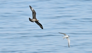 Na wodach Bałtyku w Krynicy Morskiej grasują piraci!