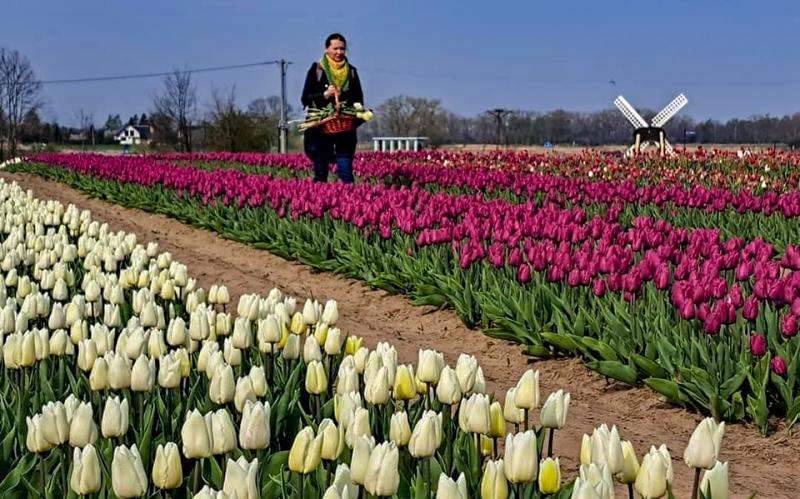 Milion tulipanów pod Gdańskiem. Tulipanowe pole już otwarte.