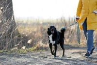 Rocky pilnie potrzebuje domu tymczasowego