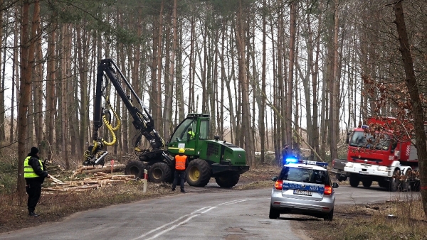 Przekop Mierzei. Wycinka drzew. Ruszyły prace.