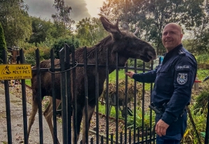 Nowodworski policjant przejął się losem zagubionego młodego łosia.