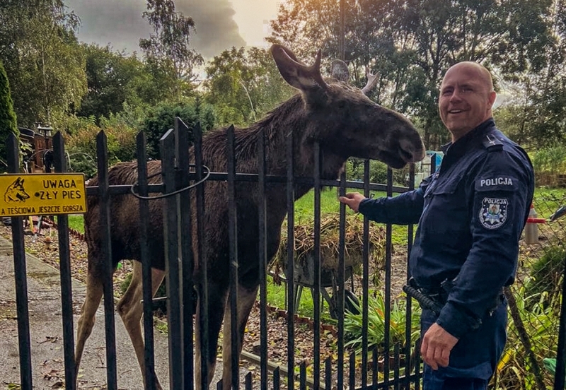 Nowodworski policjant przejął się losem zagubionego młodego łosia.