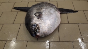 Samogłów w sieci rybackiej. Sensacja na Mierzei Wiślanej.