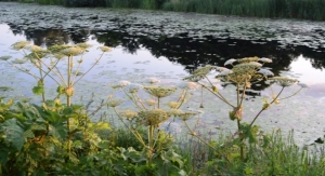 Poparzona dziewczyna. Barszcz Sosnowskiego ukryty wróg - 10.06.2017