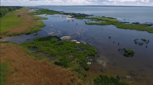 Nowoczesny monitoring szuwarów na Zalewie Wiślanym. Rusza innowacyjny projekt ochrony natury.