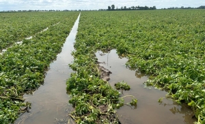 Żuławy toną. Zalane pola, zniszczone uprawy. Czy rząd ogłosi stan klęski żywiołowej?