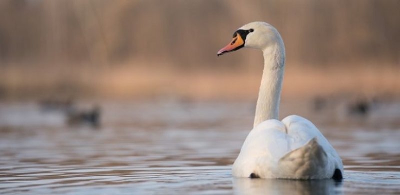 Kolejne powiaty na Pomorzu zostały objęte obszarem zagrożonym wystąpieniem ptasiej grypy. Obostrzenia dla hodowców w Powiecie Nowodworskim.